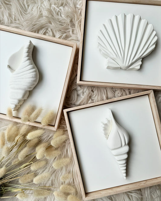 Auryn Seashells