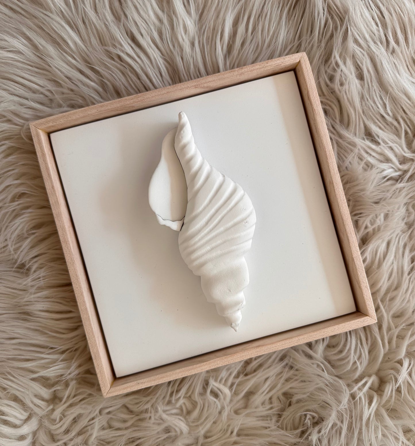 Auryn Seashells