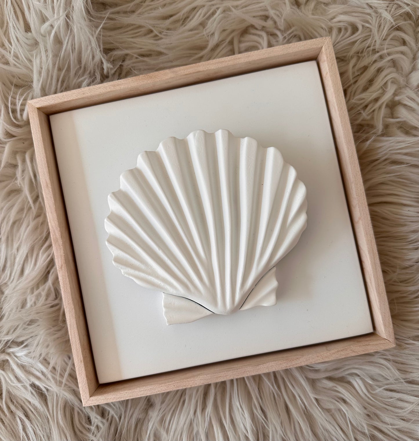 Auryn Seashells