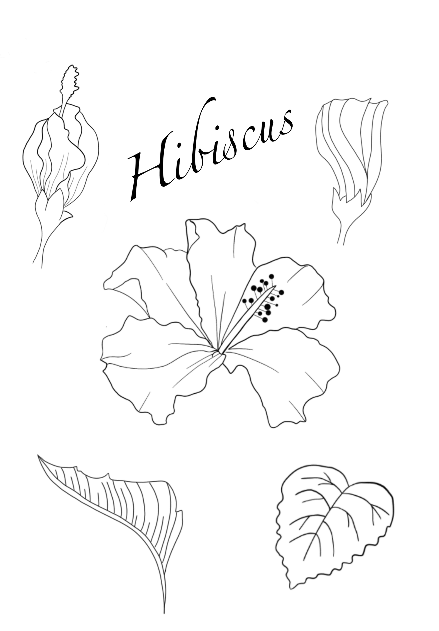 Hibiscus Brush Set